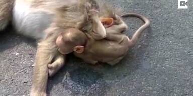 20170313_66_107292_Baby_Monkey_Cries_Over_Dead_Mother.jpg