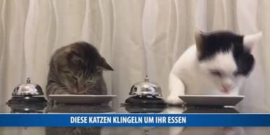 20170403_66_112619_170403_FB_Katzen_Futter.jpg