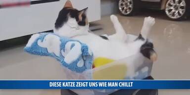 20170410_66_114091_170410_FB_Katze_chillt.jpg