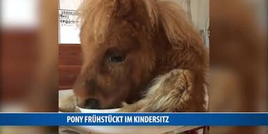 20170411_66_114307_170411_FB_suesses_Pony_Kindersitz_cp.jpg