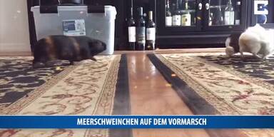 20170414_66_115076_170414_FB_090_Meerschweinchen.jpg