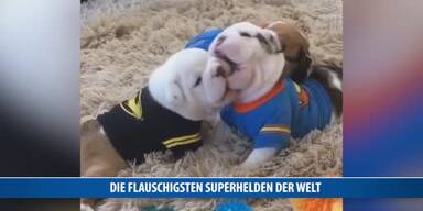 20170414_66_115081_170414_FB_Hunde_als_Superhelden.jpg