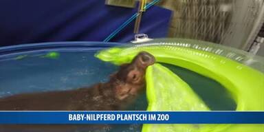 20170418_66_115588_170418_FB_baby_hippo.jpg