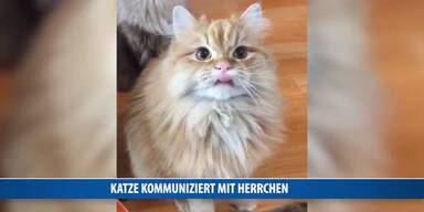 20170419_66_115823_170419_FB_Katze_kommuniziert_mit_Mensch_Brunner.jpg