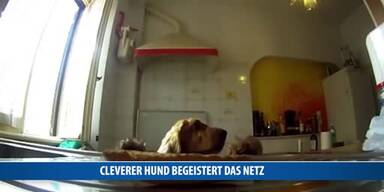 20170420_66_116103_170420_FB_Cleverer_Hund_Brunner.jpg