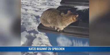20170425_66_117041_170425_FB_Katze_beginnt_zu_sprechen.jpg