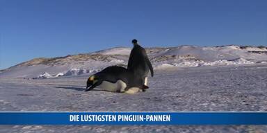 20170425_66_117042_170425_FB_Pinguin_pannen.jpg