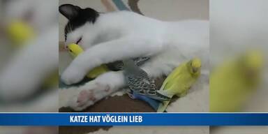 20170428_66_117874_170428_FB_Katze-Voegelein_Danner.jpg