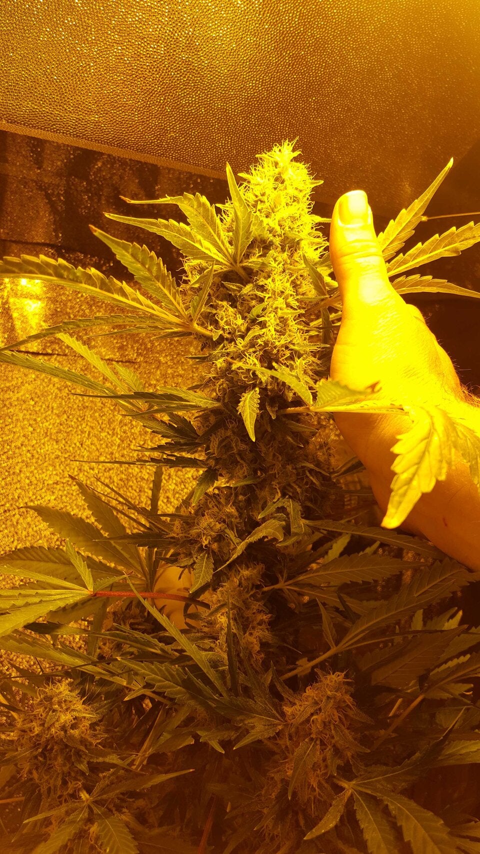 Cannabis-Drogenring mit Plantagen in NÖ ausgehoben