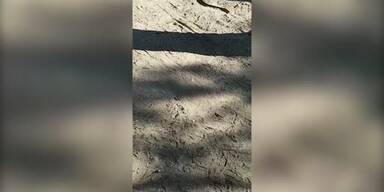 20170516_66_121837_snake_video2_online.jpg