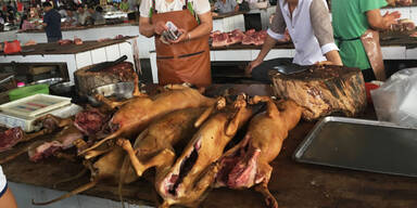 Coronavirus: Shenzhen untersagt das Essen von Hunden und Katzen