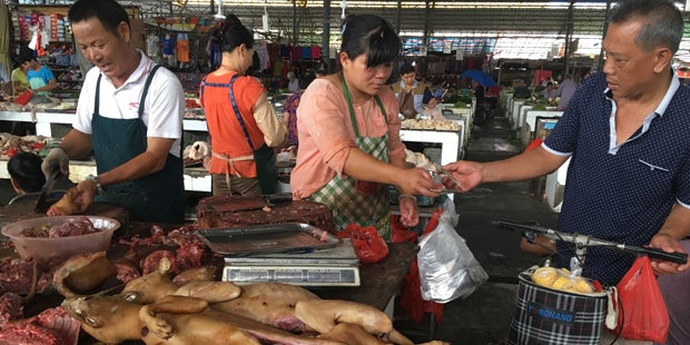 China: Das große Hunde-Schlachten geht weiter