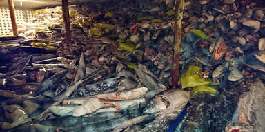 Mehr als 6.000 verst&uuml;melte Haie auf Schiff entdeckt