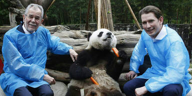 VdB Kurz Pandas Kneissl Schmiedauer