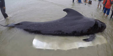 Pilotwal Thailand Plastiksackerl