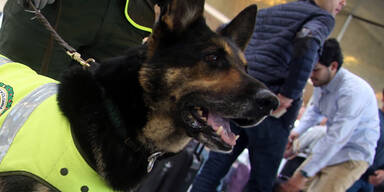 Sp&uuml;rhund Sombra Kolumbien