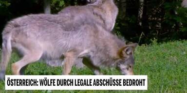 20190204_66_277711_190103_Tierschutzsendung_1_Woelfe.jpg