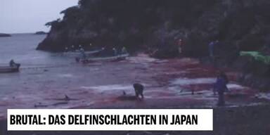 20190204_66_277713_190103_Tierschutzsendung_4_Delfine.jpg