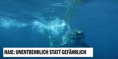 20190204_66_277716_190103_Tierschutzsendung_5_Haie.jpg