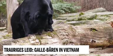 20190225_66_283710_Unsere_Tiere_1_Gallebaeren.jpg