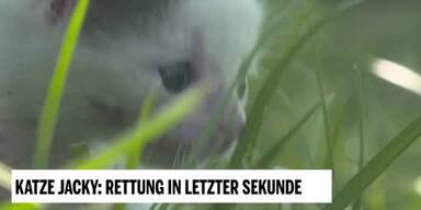 20190304_66_285966_Unsere_Tiere_5_Katze_Jacky.jpg