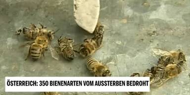 20190304_66_285967_Unsere_Tiere_1_Bienensterben.jpg