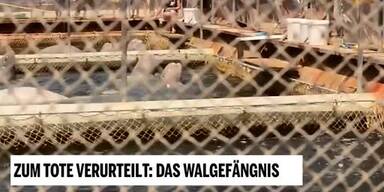 20190318_66_290102_190317_Unsere_Tiere_1_Walgefaengnis.jpg