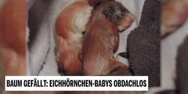 20190318_66_290106_190317_Unsere_Tiere_5_Eichhoernchen.jpg