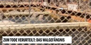 20190319_66_290511_190317_Unsere_Tiere_1_Walgefaengnis_NEU.jpg