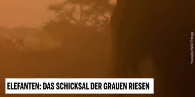 20190325_66_292104_190324_Unsere_Tiere_1_Elefanten.jpg