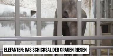20190325_66_292105_190324_Unsere_Tiere_2_Elefanten_ITV.jpg