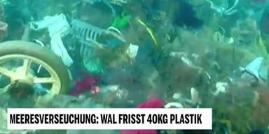 20190401_66_294774_190331_Unsere_Tiere_4_Plastikmuell_Wal.jpg