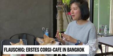 20190408_66_296876_190407_Unsere_Tiere_6_Corgi-Cafe.jpg