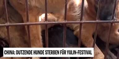 20190611_66_317462_190611_UT_2_Yulin_Hundefest.jpg