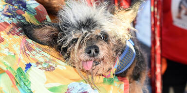 Scamp the Tramp H&auml;sslichster Hund 2019