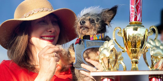 Scamp the Tramp Hässlichster Hund 2019