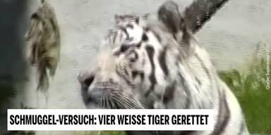 20190624_66_325841_190623_UT_1_Weisse_Tiger.jpg