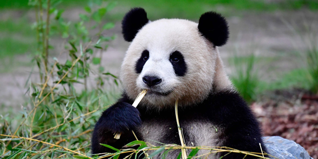 Erster Panda-Nachwuchs in Deutschland