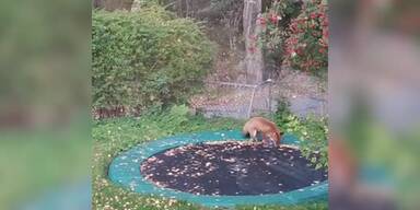 20191010_66_369838_fuchs_trampolin.jpg
