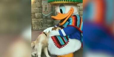 20191104_66_379179_hundevideo.jpg