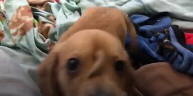 20191114_66_384923_puppy_tail_head.jpg