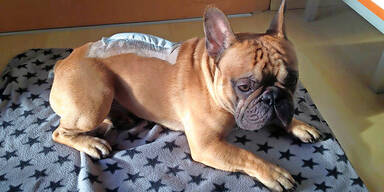 Bulldogge Connor nach operation