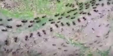20200128_66_412868_200128_AmeisenTermiten.jpg