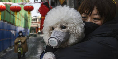 Coronavirus Hund