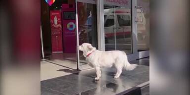 20210123_66_513443_just_a_plain_doggo_freakout_1.jpg