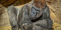 Gorilla Coronavirus San Diego