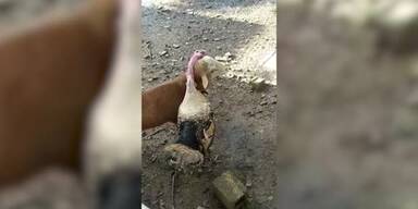 20210129_66_515252_210129_XX_Peacemaker_Lamb.jpg