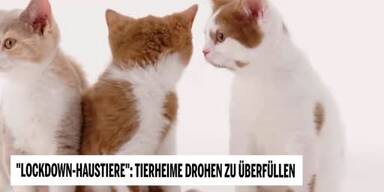 20210328_66_532669_210328_1830_Tiersendung_LockdownHaustiere_SS.jpg