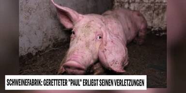 20210328_66_532672_210328_1830_Tiersendung_PaulSchweineFarm_SS.jpg