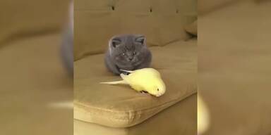20210504_66_542818_210504_XX_Cat_and_Bird.jpg